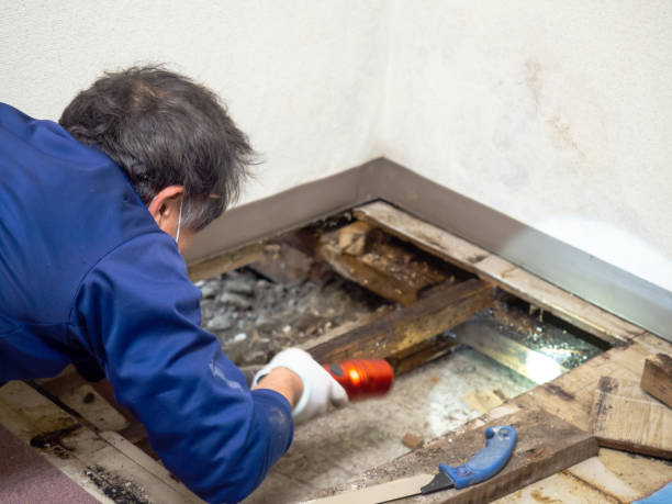 Best Mold Cleaning Services  in Fairfax Station, VA