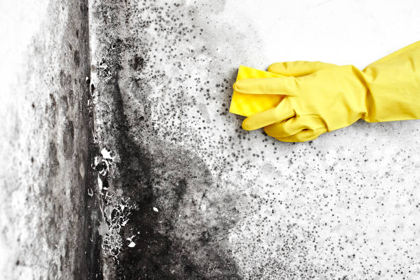 Best Mold Cleaning Services  in Fairfax Station, VA