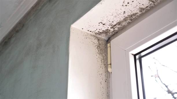 Best Certified Mold Removal  in Fairfax Station, VA