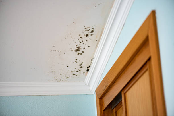 Best Water Damage Restoration  in Fairfax Station, VA
