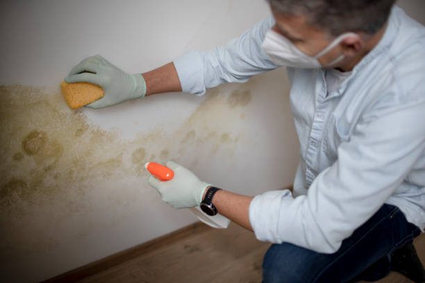Best Office Mold Removal Services  in Fairfax Station, VA