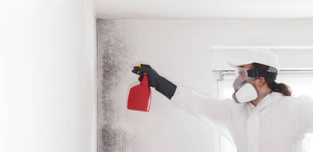 Best Mold Removal Company Near Me  in Fairfax Station, VA