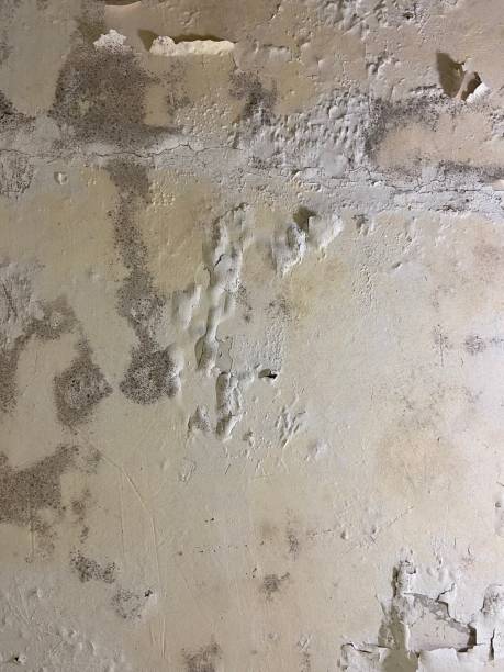 Best Mold Testing  in Fairfax Station, VA