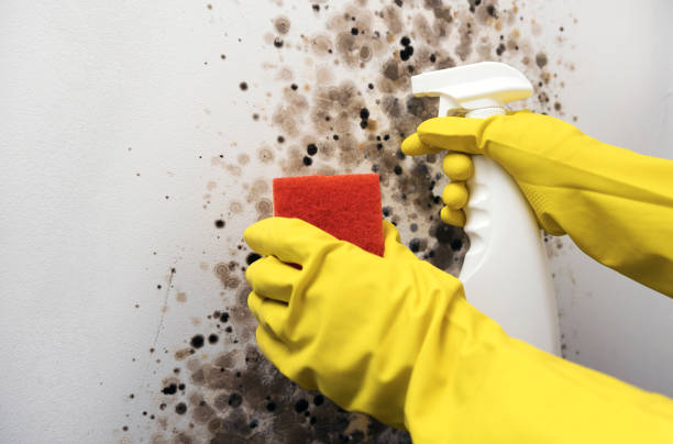 Best Same-Day Mold Removal  in Fairfax Station, VA