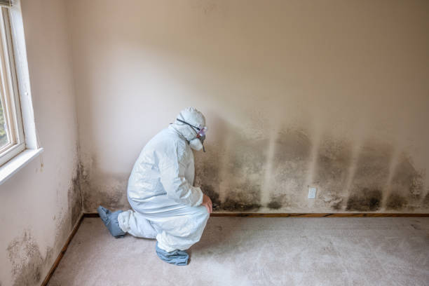 Professional Mold Removal in Fairfax Station, VA