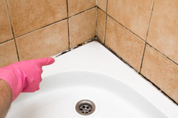 Best Local Mold Removal Service  in Fairfax Station, VA